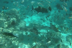 SJCM0681